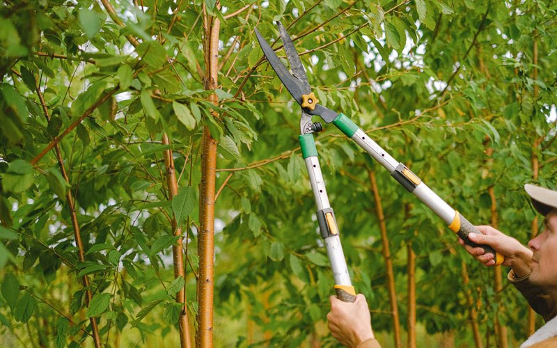 Tree trimming in Benge, WA